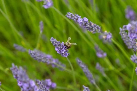 A Bee on Lavender Foto stock