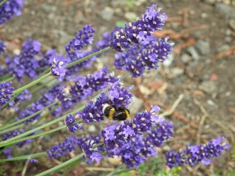 Bee on lavender Stock Photos