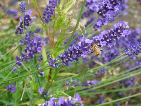 Bee on lavender Stock Photos