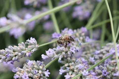 Bee in Lavender Foto stock