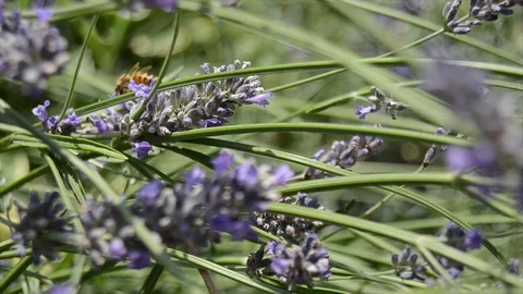 Bee on lavender plant 動画素材 92952431