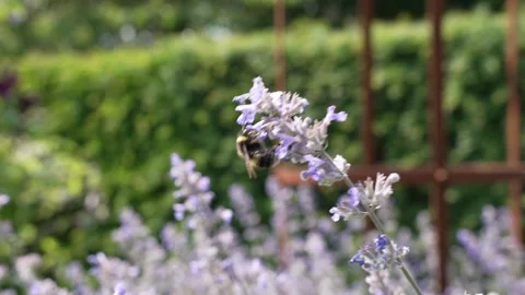 Bee on Lavender plant Stock Footage 243913299