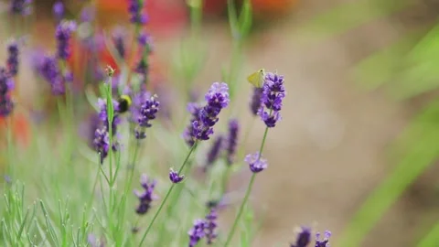 Bee on lavender plant in summer 스톡 동영상 148558681
