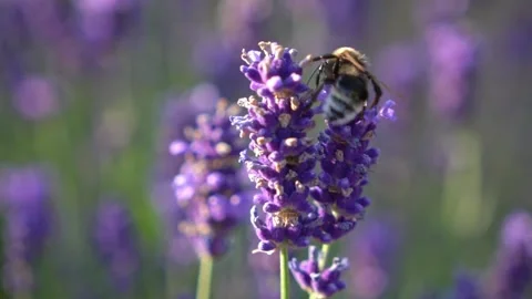 Bee on lavender shifting focus Stock Footage 319587971