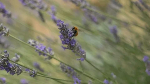 Bee Lavender SlowMotion Stock Footage 121478560