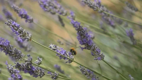 Bee Lavender SlowMotion Stock Footage 121478736