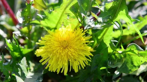 A bee is laying a flower of dandelion Stock Footage 83910707