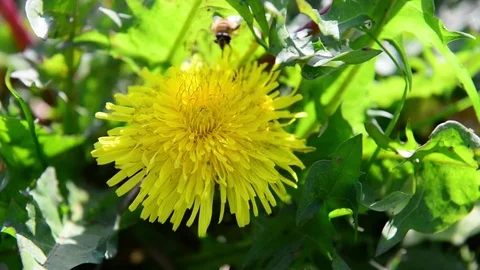 A bee is laying a flower of dandelion Stock Footage 83911068