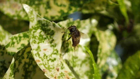 Bee on the leaf in 4K Slow motion Stock Footage 87732943