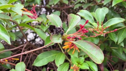 Bee on a Leaf Close-Up Stock Footage 244563553