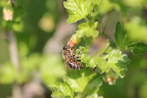 Bee on a Leaf collecting Nectar Stock Photos