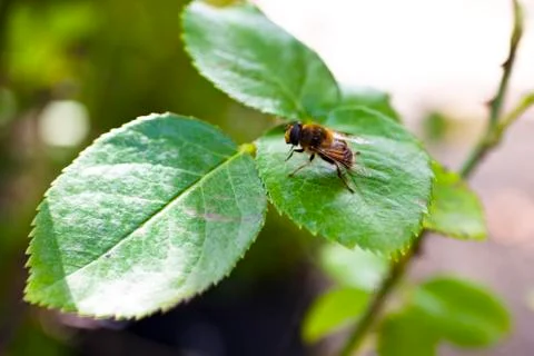 A bee on a leaf Foto stock