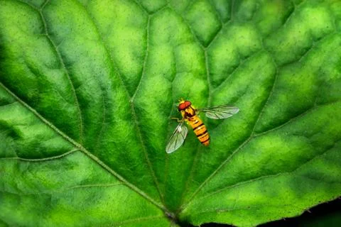 Bee on the leaf Stock Photos
