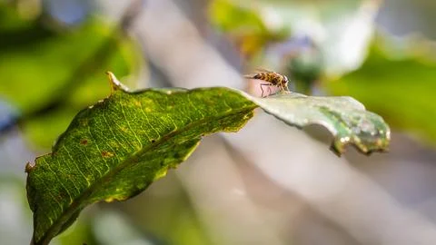 Bee on leaf Stock Photos