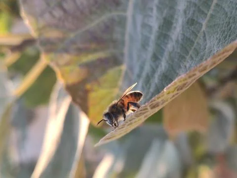 Bee on a leaf , ready to take off Stock Photos
