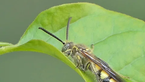 Bee on leaf in tropical rain forest. Stock-Footage 91544759
