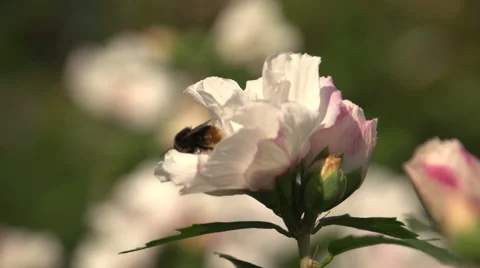 A bee leaves a flower Stockbeeldmateriaal 51674366