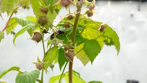 A bee in the leaves of a garden raspberry Stock Footage 312947890