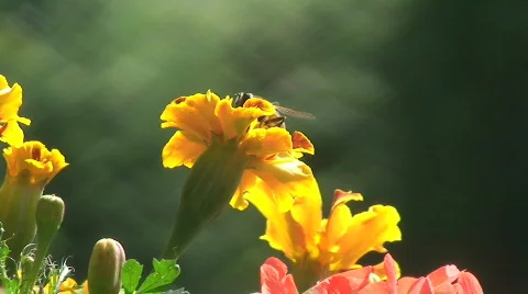 Bee leaves geranium Stock Footage 801402