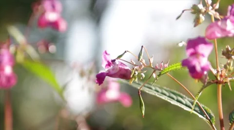 Bee leaving pink flower Stock Footage 41331361