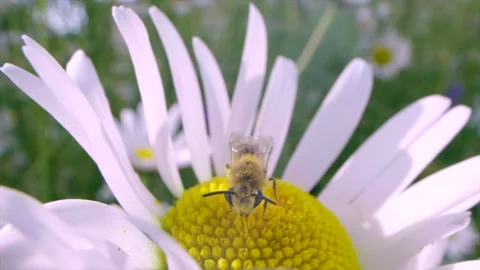Bee leaving white flower after pollination Stock Footage 272942371
