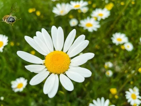 Bee left the pretty daisy Stock Photos