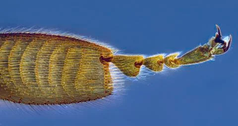Bee leg Stock Photos