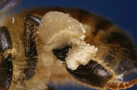 Bee with Leg Pollen Stock Photos