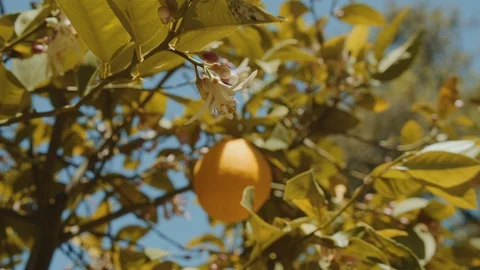 Bee on a Lemon tree 1 Stock Footage 128401456