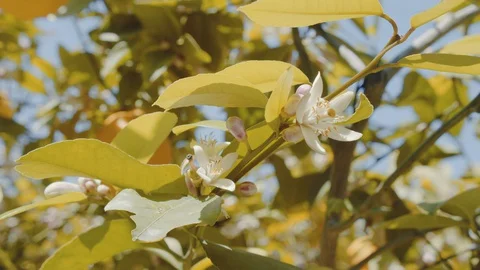 Bee on a Lemon tree 2 Stock Footage 128402064