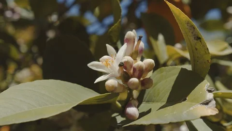 Bee on a Lemon tree 3 Stock Footage 128403825