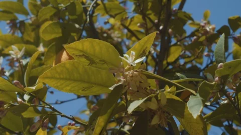 Bee on a Lemon tree 4 Stock Footage 128403827