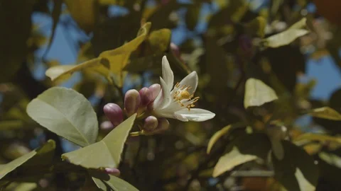 Bee on a Lemon tree 5 Stock Footage 128405382
