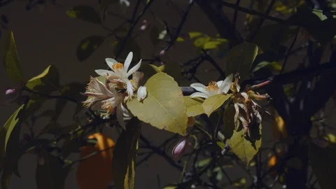 Bee on a Lemon tree 6 Stock Footage 128405678