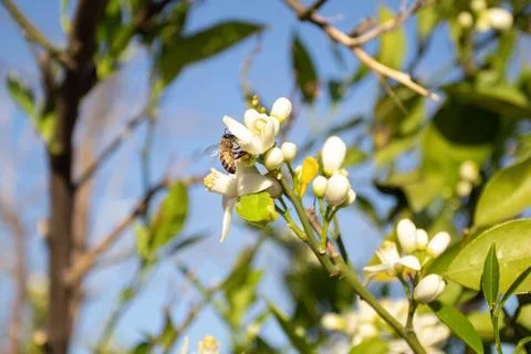 Bee on Lemon tree Blossoms tree Stock Photos