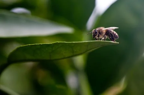 Bee on lemon tree leaf Fotos de archivo