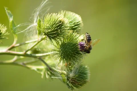 Bee on lesser burdock bud closeup view with selective focus on foreground Stock Photos