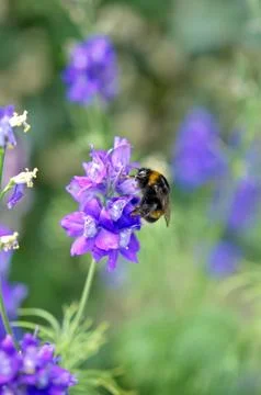 Bee on a levander flower 写真素材