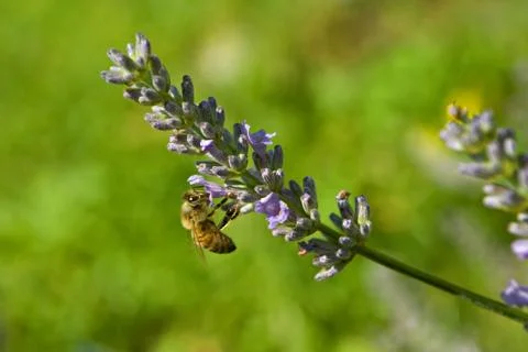 Bee on levander 写真素材