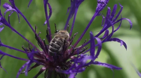 Bee lifting off from flower in slow motion Stock Footage 53226753