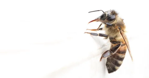Bee on a light background with space for text. Stock Footage 131113231