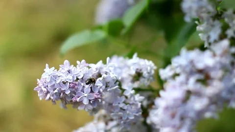 Bee on lilac flower Stock Footage 75607086