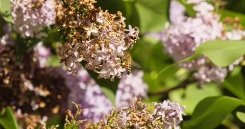 A bee on a lilac flower Vídeos de archivo 198049251