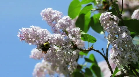 Bee Lillac Stock Footage 809776