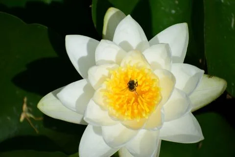 Bee on lillypad 库存照片