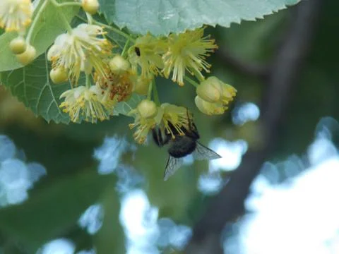 Bee. Linden tree Stock-Fotos