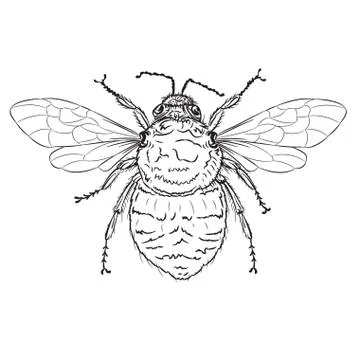 Bee Line art Illustrazione stock