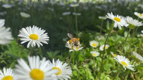 Bee loaded with pollen on daisy. Pollination Stock Footage 182512518