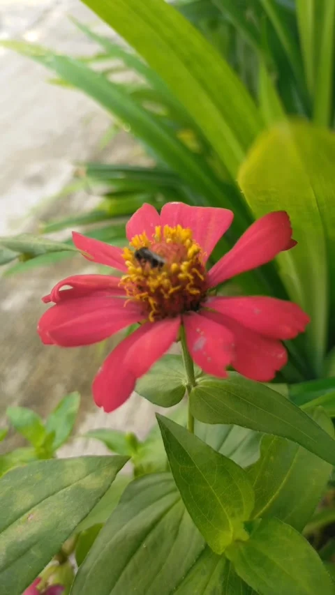 A bee looking Video stock 229149641