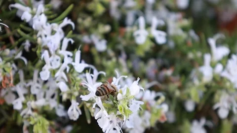 A bee looking for nectar and collects it from blooming rosemary Stock Footage 253649374
